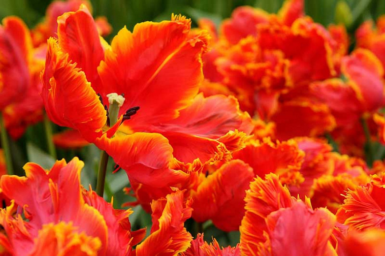 Parrot Tulips - Flower Bulbs Of The Year 2013
