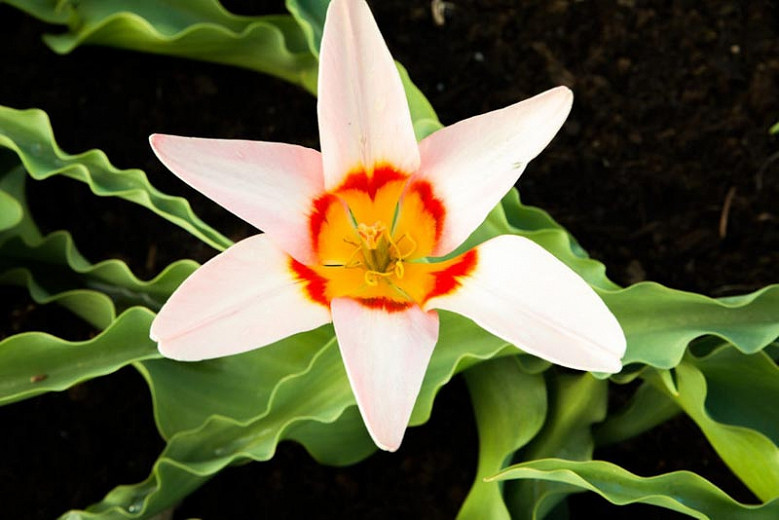 Tulipa Ancilla (Kaufmanniana Tulip)