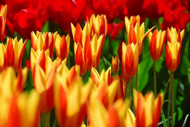 Tulipa Giuseppe Verdi (Kaufmanniana Tulip)