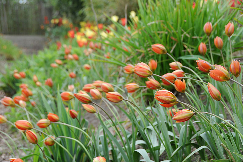 Botanical tulips open early, are close to the ground, and flower beautifully