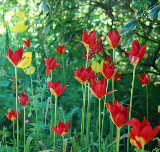 Tulipa sprengeri (Sprenger Tulip)