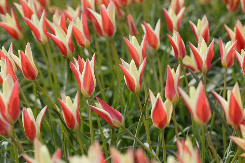 Tulipa clusiana Cynthia (Botanical Tulip)