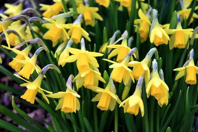 Narcissi (Daffodils)