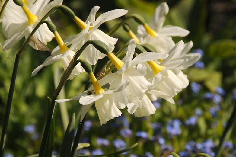 Jonquilla Daffodils (Narcissus)