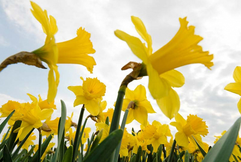 Large-Cupped Daffodils (Narcissus)