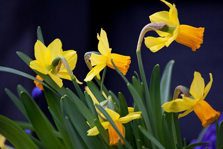 Cyclamineus Daffodils (Narcissus)