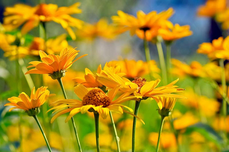Heliopsis helianthoides (False Sunflowers)