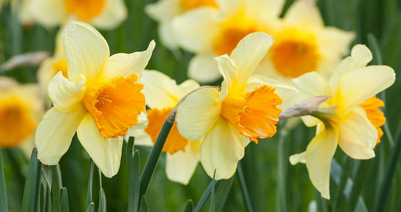 Daffodil Types