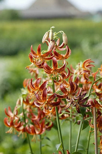 Lilium Arabian Knight (Martagon Lily)