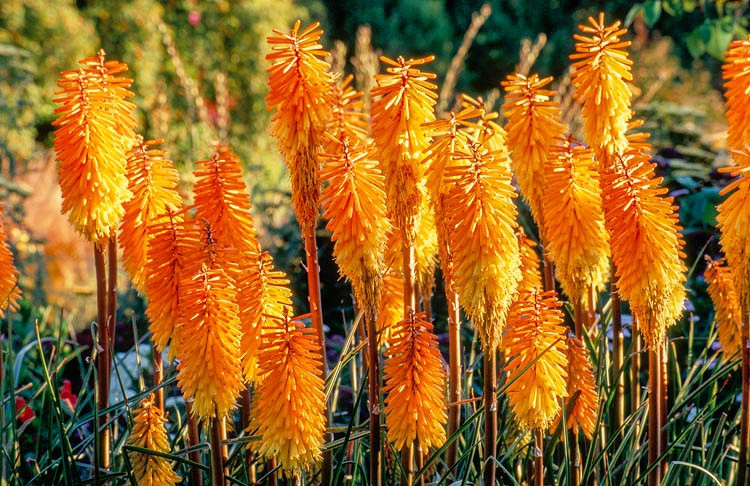 Kniphofia Bees Sunset (Red Hot Poker)