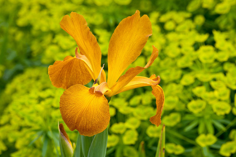 Iris spuria Sahara Sands (Blue Iris)