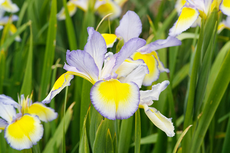 Iris spuria Missouri Rainbows (Blue Iris)