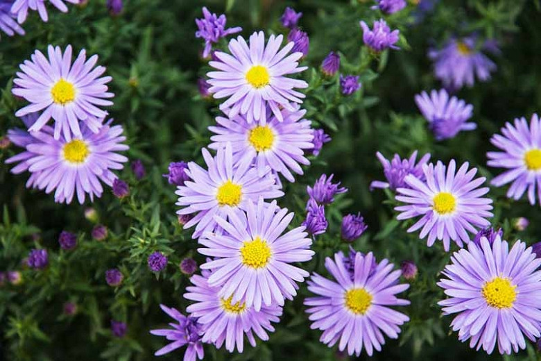 Aster amellus (Italian Asters)