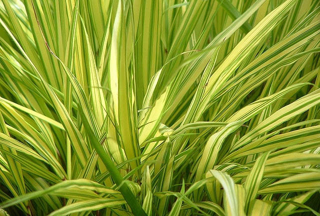 Hakonechloa macra Aureola (Hakone Grass)