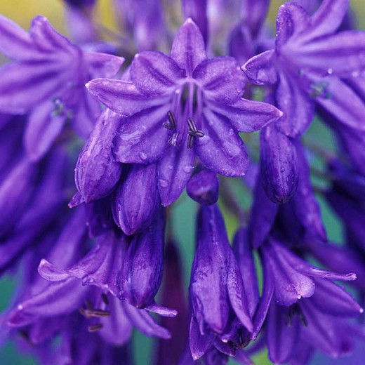 Agapanthus Bressingham Blue (African Lily)