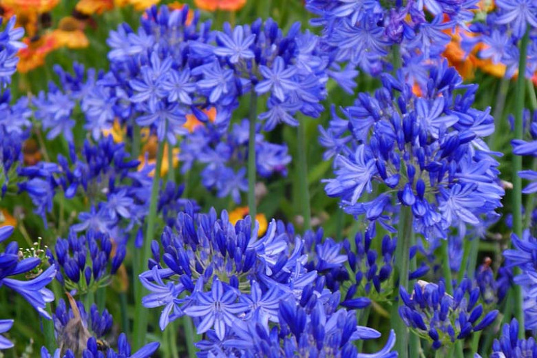 Agapanthus Northern Star (African Lily)
