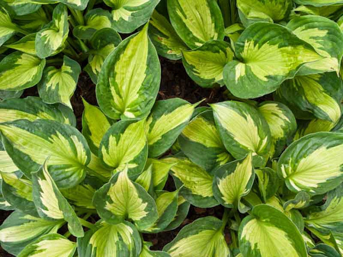 Hosta Whirlwind (Plantain Lily)