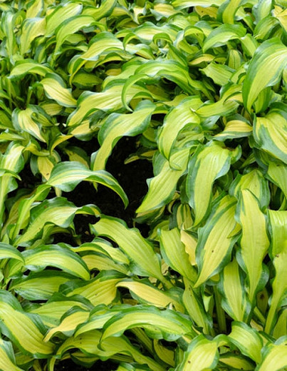 Hosta First Mate (Plantain Lily)