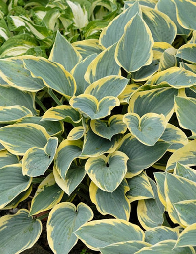 Hosta First Frost (Plantain Lily)