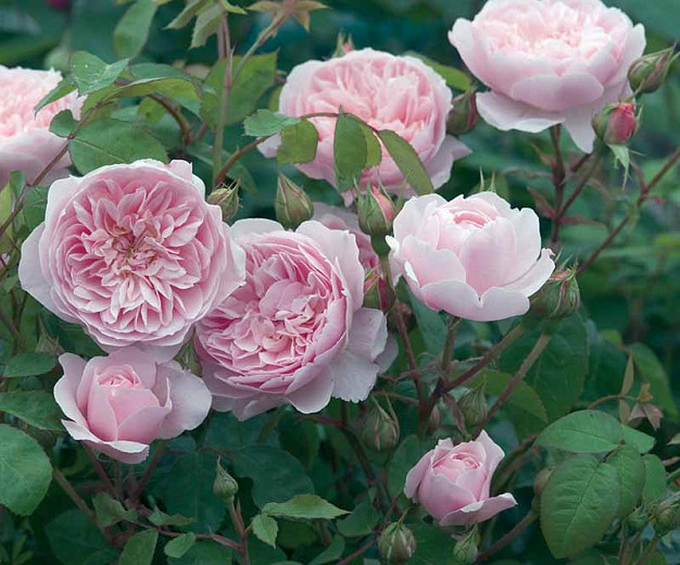Rosa Wisley 2008 (English Rose)