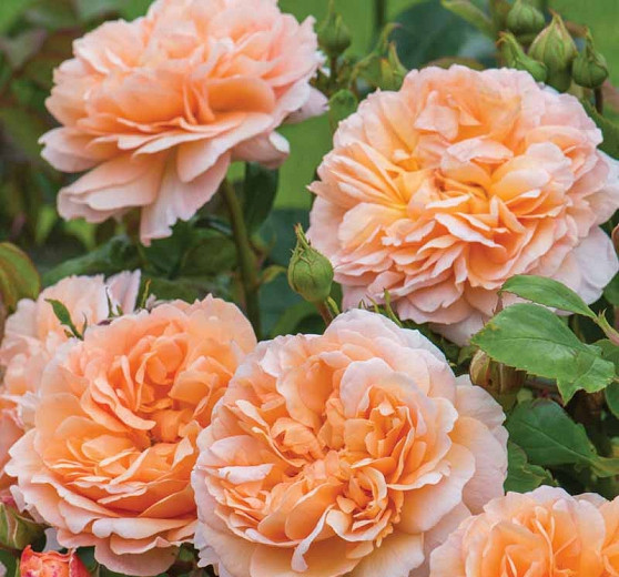 Rosa The Lady Gardener (English Rose)