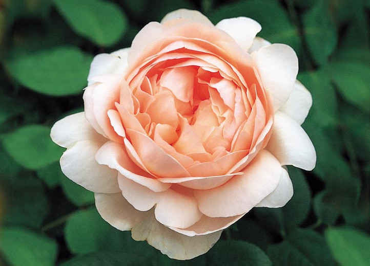 Rosa Ambridge Rose (English Rose)