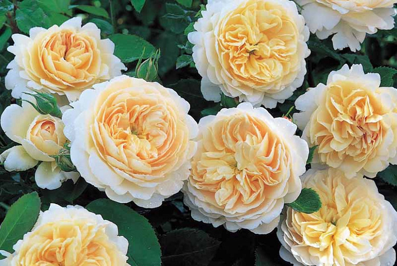 Rosa Crocus Rose (English Rose)