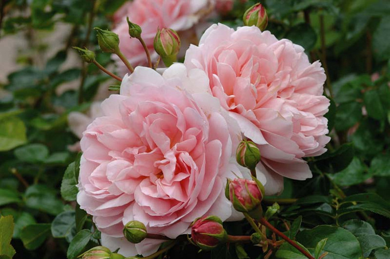 Rosa Wildeve (English Rose)