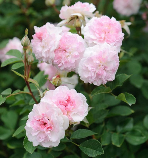 Rosa Roosemoor (English Rose)