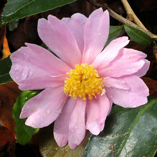 Camellia Winters Rose