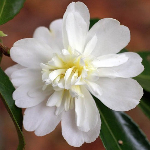 Camellia Snow Flurry