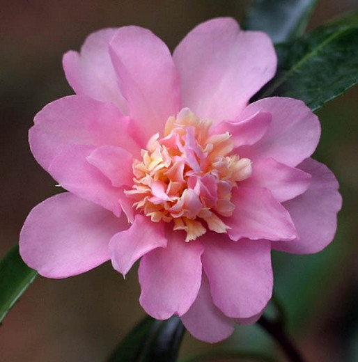 Camellia Winters Interlude