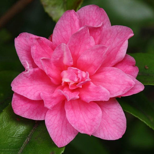 Camellia Fragrant Pink