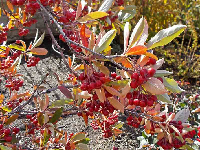 Aronia arbutifolia Brilliantissima (Red Chokeberry)