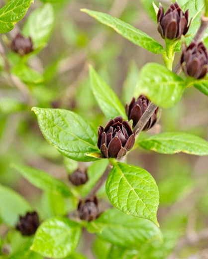 Calycanthus floridus Michael Lindsey (Carolina Allspice)