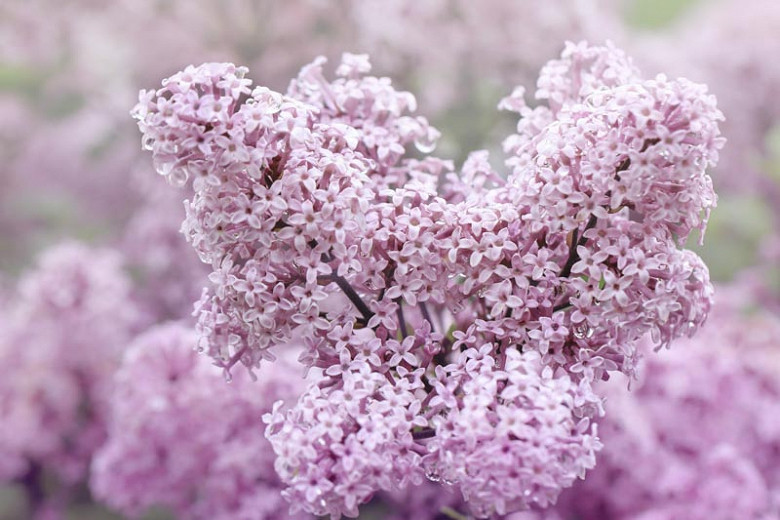 Syringa meyeri Palibin (Lilac)