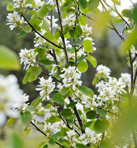 Amelanchier alnifolia Regent (Serviceberry)