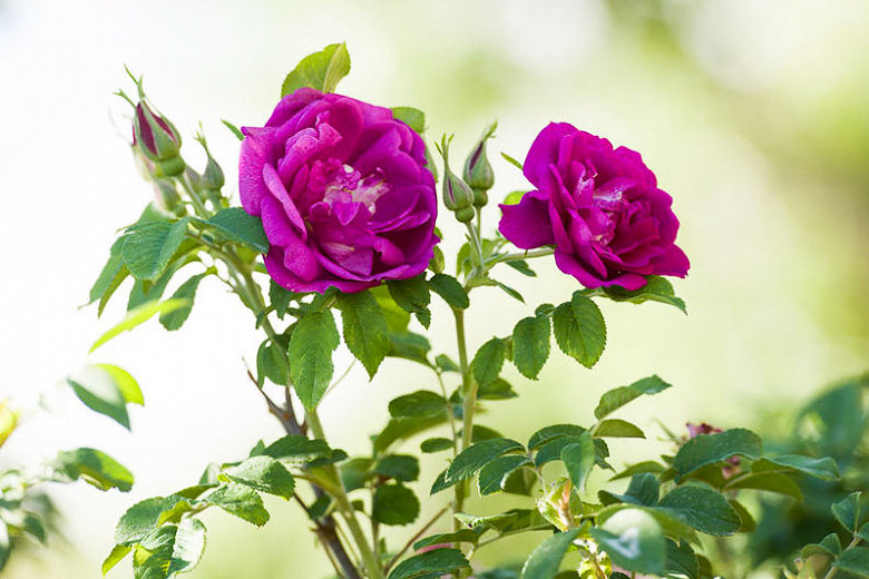 Rosa rugosa (Rugosa Rose)