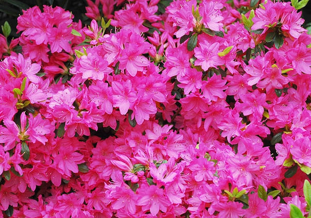 Rhododendron Girards Fuchsia