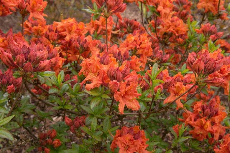 Rhododendron Gibraltar