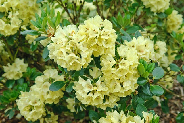 Rhododendron Goldkrone