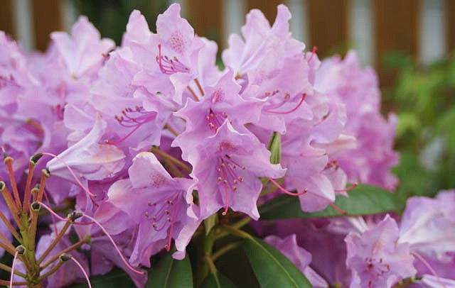 Rhododendron English Roseum