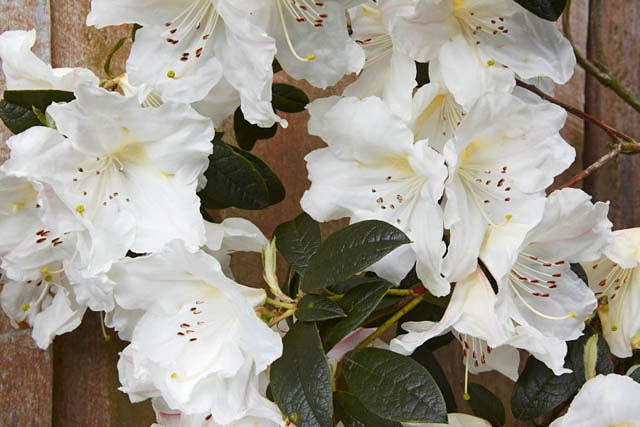 Rhododendron Fragrantissimum