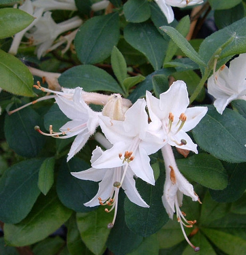 Rhododendron Fragrant Star