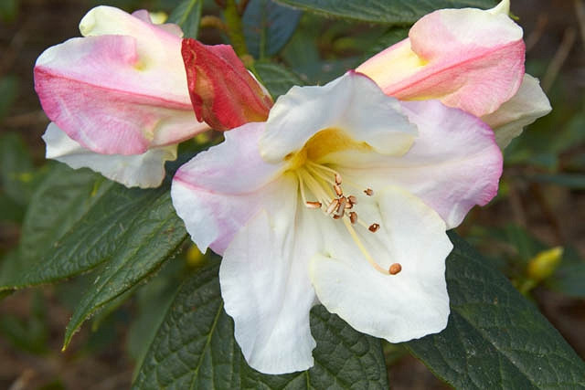 Rhododendron Else Frye