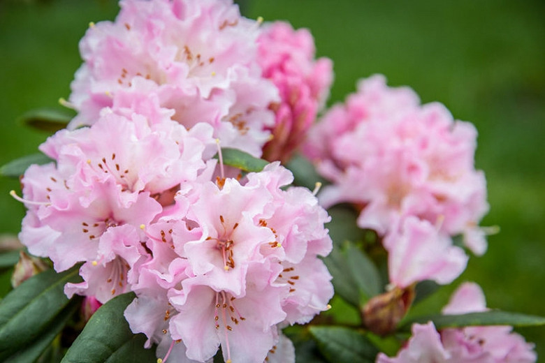 Rhododendron Christmas Cheer