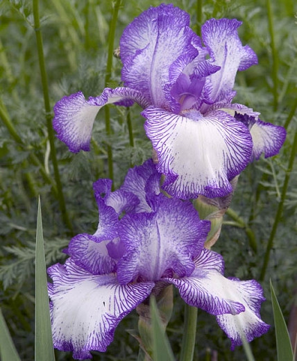Iris Autumn Circus (Reblooming Bearded Iris)
