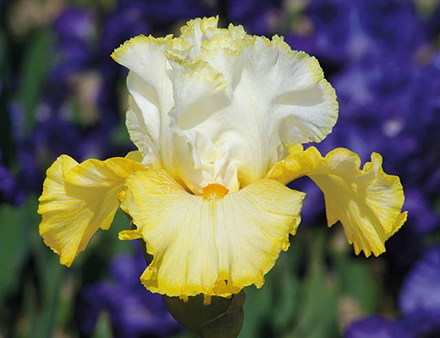 Iris Better Than Butter (Bearded Iris)
