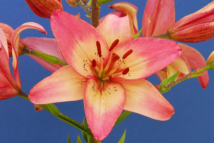 Lilium Rosellas Dream (Asiatic Lily)