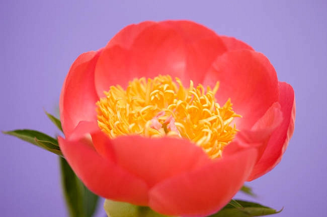 Paeonia Coral n Gold (Peony)